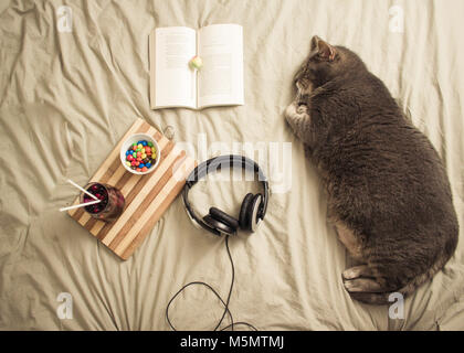 Flatlay. greay cat aslept su un letto con caramelle bere le cuffie e il libro su un piatto da portata. ad alto angolo di visione Foto Stock