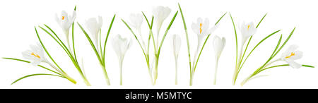Isolato fiori di primavera. Raccolta di fiore Crocus bianco (zafferano) isolato su sfondo bianco con tracciato di ritaglio Foto Stock