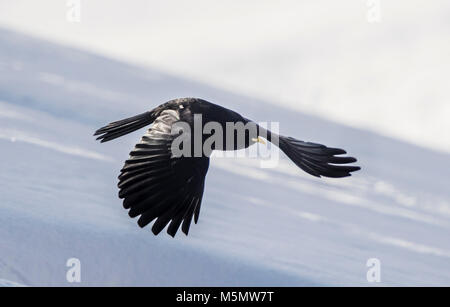 Gracchio alpino (Pyrrhocorax graculus) in volo durante i mesi invernali in Svizzera Foto Stock