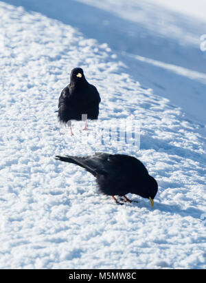 Un gracchio alpino (Pyrrhocorax graculus) è seduto nella neve durante l'inverno in Svizzera. Foto Stock