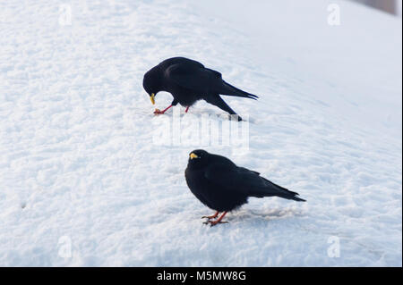 Un gracchio alpino (Pyrrhocorax graculus) è seduto nella neve durante l'inverno in Svizzera. Foto Stock