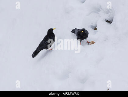 Un gracchio alpino (Pyrrhocorax graculus) è seduto nella neve durante l'inverno in Svizzera. Foto Stock