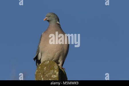 Un incredibile Woodpigeon (Columba palumbus) appollaiato su un palo di cemento su un soleggiato inverni giorno. Foto Stock