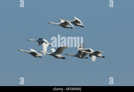 Un gregge di stordimento Whooper Swan (Cygnus cygnus) volare nel cielo blu. Foto Stock