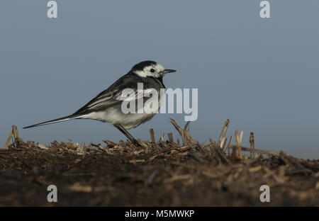 Un sorprendente Pied Wagtail (Motacilla alba) arroccato sulla cima di una balla di paglia. Foto Stock