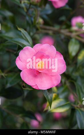 Camellia "Phyl Doak' fiori, Foto Stock