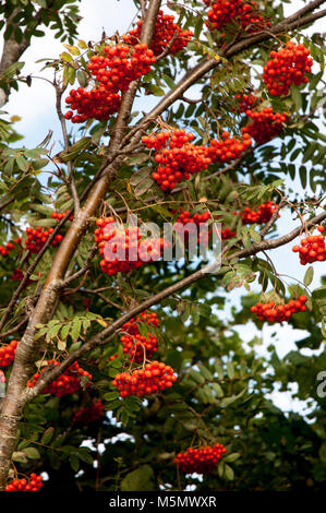 Sorbus aucuparia, Rowan, Monte Ceneri, illustrazione con frutti di bosco in autunno. Ha foglie di colore verde scuro in estate diventa rosso o giallo in autunno. Foto Stock