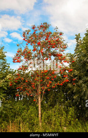 Sorbus aucuparia, Rowan, Monte Ceneri, illustrazione con frutti di bosco in autunno. Ha foglie di colore verde scuro in estate diventa rosso o giallo in autunno. Foto Stock