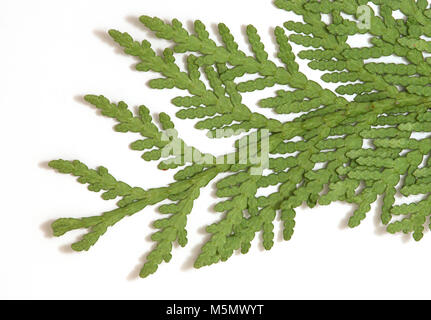 La parte inferiore di un cedro bianco (Thuja occidentalis) ramo Foto Stock