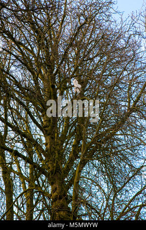 Il sacchetto in plastica catturati in rami di alberi. Foto Stock