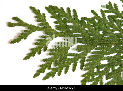 Parte superiore del cedro bianco (Thuja occidentalis) ramo Foto Stock