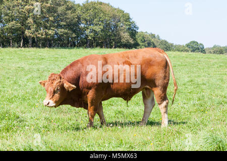 Profondo rosso marrone Limousin carni bovine di Bull in un lussureggiante verde pascolo lateralmente permanente. Questo muscolare di razza francese del bestiame allevato per la produzione di carne Foto Stock