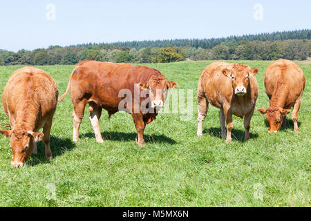 Limousin carni bovine bull e vacche, bovini, allevamento, pascolo in verdi pascoli erbosi in aperta campagna Foto Stock