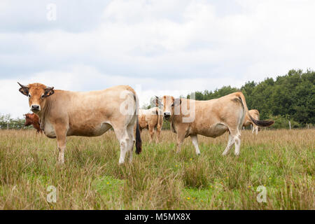 Due francesi Partenais o Parthenaise carni bovine le mucche al pascolo in un pascolo con il resto della mandria di questi bovini sono allevati come le vacche nutrici e per le loro carni Foto Stock