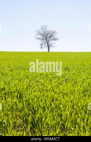 Retroilluminato campo agricolo del giovane fresca verde grano germinato piantine, Triticum aestivum, in primavera Foto Stock