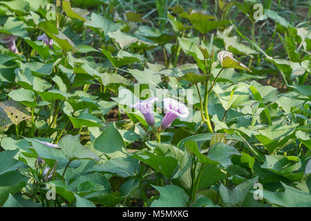 Luglio patate dolci vigneti che fiorisce in Calhoun County Mississippi. Foto Stock