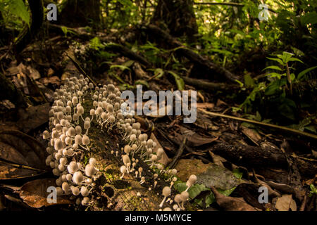 Molti funghi bianco crescere su un registro di marcire nella giungla colombiana. Foto Stock