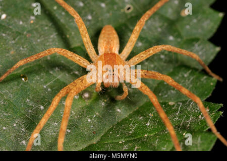 Vivaio Spider Web (Pisaurina mira) Foto Stock