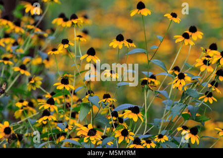Black Eyed susans (Rudbeckia hirta) Foto Stock