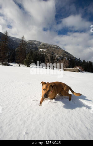 Un rosso di razza cane, camminando attraverso la neve in una distesa ghiacciata di Bull River Valley, nella contea di Sanders, Montana. Foto Stock