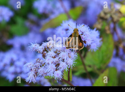 Fiery Skipper (Hylephila phyleus) su blu mistflower (Conoclinium coelestinum) Foto Stock