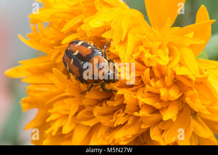 Bettle su un fiore Foto Stock