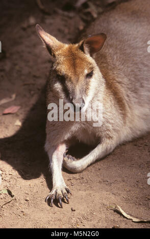 Un canguro in appoggio sotto la luce diretta del sole. Foto Stock