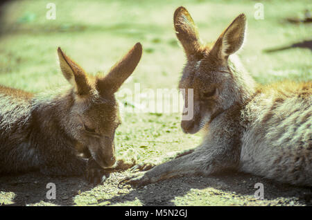 Australia - canguri in appoggio alla luce del sole. Foto Stock