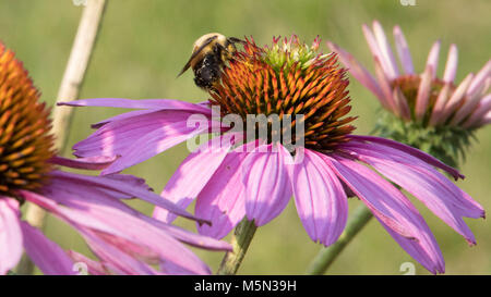 Un Bumble Bee di rosa fiori di lavanda la raccolta di nettare. Foto Stock