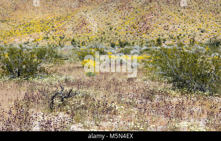 Chia, deserto tarassaco e brittlebush che fiorisce in pioppi neri americani Canyon; . Foto Stock