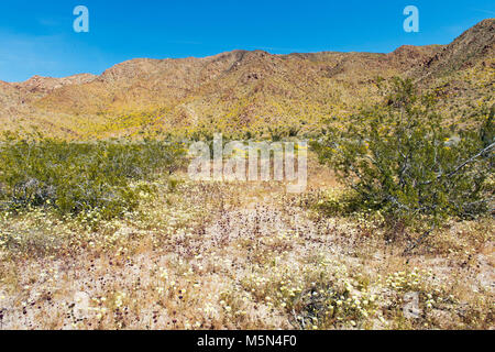 Chia, deserto tarassaco e brittlebush che fiorisce in pioppi neri americani Canyon; . Foto Stock