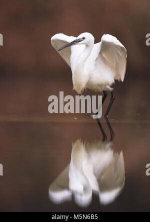 Garzetta (Egretta garzetta) prendendo il largo dal lungolago di spot di caccia, Lincolnshire Foto Stock