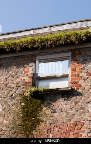 Un mal mantenuto albergo o casa con una grondaia piena di muschio ed erbacce. moss riempito di erbe di muschio in grondaie su una vecchia casa privo di cura. Foto Stock