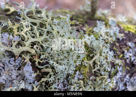 Il Lichen su legno; Vendsyssel, Danimarca Foto Stock