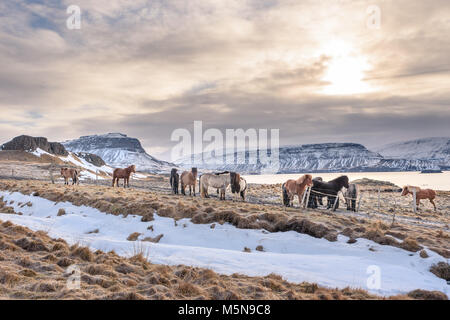 Un gruppo di cavalli islandesi al pascolo con le montagne sullo sfondo Foto Stock