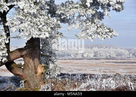 In inverno il paesaggio heath in Drenthe, Paesi Bassi Foto Stock