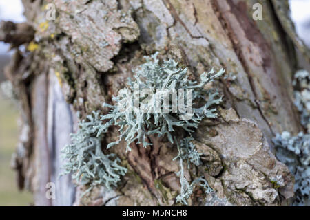 Il Lichen su legno; Vendsyssel, Danimarca Foto Stock