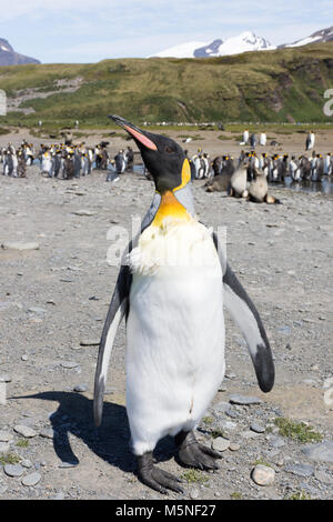 Close up di un pinguino reale che è muta. Egli è in piedi su una spiaggia rocciosa di fronte alla macchina fotografica. Foto Stock