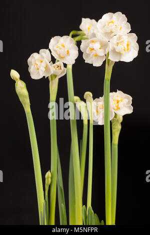 "Corona nuziale" doppio gruppo di narciso, Dubbel påsklilja (Narcissus) Foto Stock