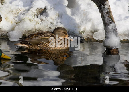 Il Germano Reale, Gräsand (Anas platyrhynchos) Foto Stock