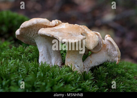 Legno hedgehog fungus Hidnum repandum in bosco nella valle di Wye, Regno Unito Foto Stock