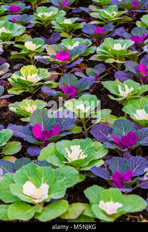 Immagine di sfondo del letto di fiori con molti fiori di cavolo decorativo in una riga Foto Stock