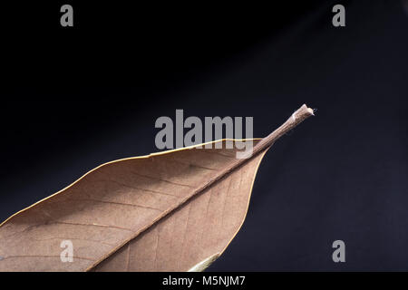 Un distinto foglia secca dei tempi d'Autunno Foto Stock