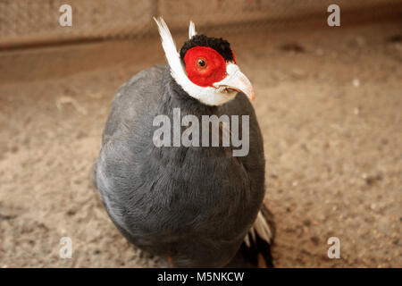 Blue Eared Pheasant Foto Stock