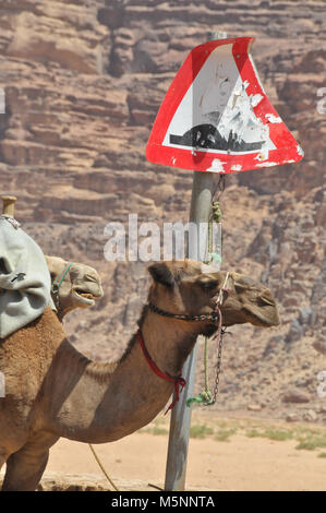 Camel nel Wadi Rum villaggio in Giordania in Medio Oriente in attesa per i turisti con la sua testa in prossimità di un segno di traffico i driver di avviso su un dosso con Foto Stock
