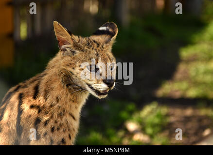 Serval. Felis serval. (Leptailurus serval). close up Foto Stock