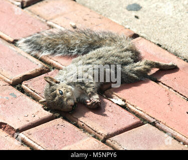 Dead orientale scoiattolo grigio sul rosso mattone marciapiede Foto Stock
