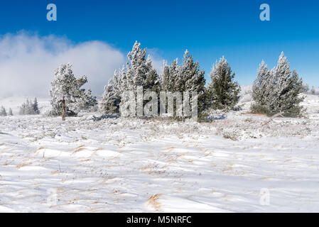 Piccoli abeti bosco in montagna in inverno, il paese delle meraviglie invernale paesaggio con copia spazio, Vitosha parco nazionale, Bulgaria Foto Stock