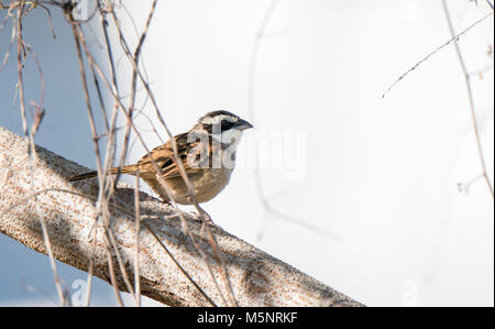 Stripe Passero a testa (Peucaea ruficauda) nella spazzola in Messico Foto Stock