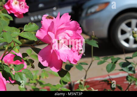 Fiori di primavera Foto Stock